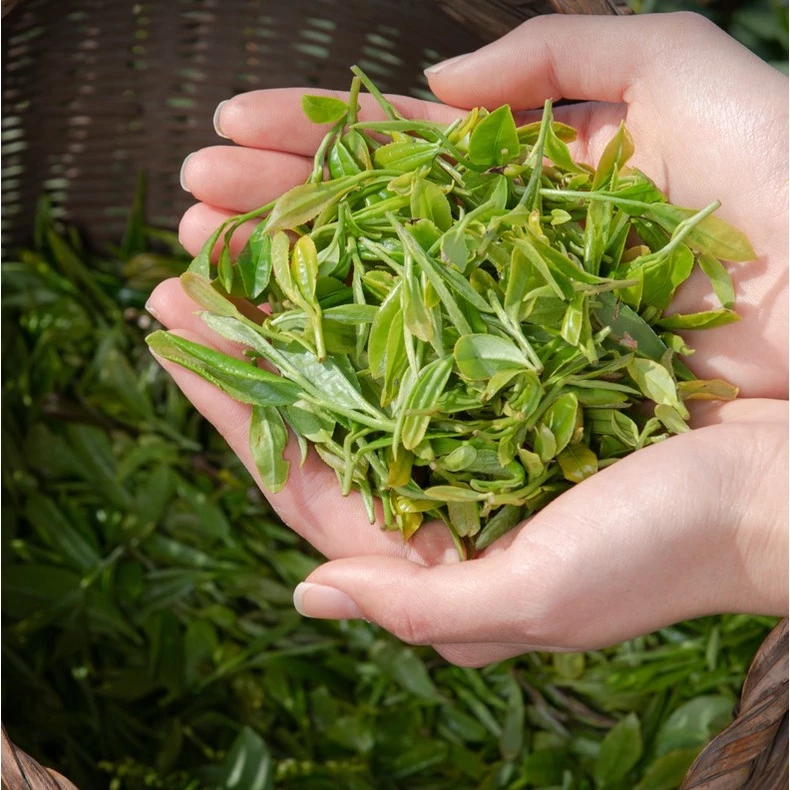 Dried Green Tea Zhe Jiang Mountain 150g - Image 2